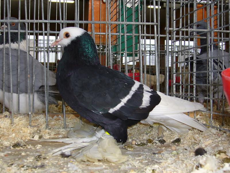 Kreisschau Coesfeld 2008 222.jpg - Sächsische Mönchstauben schwarz mit weißen Binden von Horst Würts Preis HV 96 SE